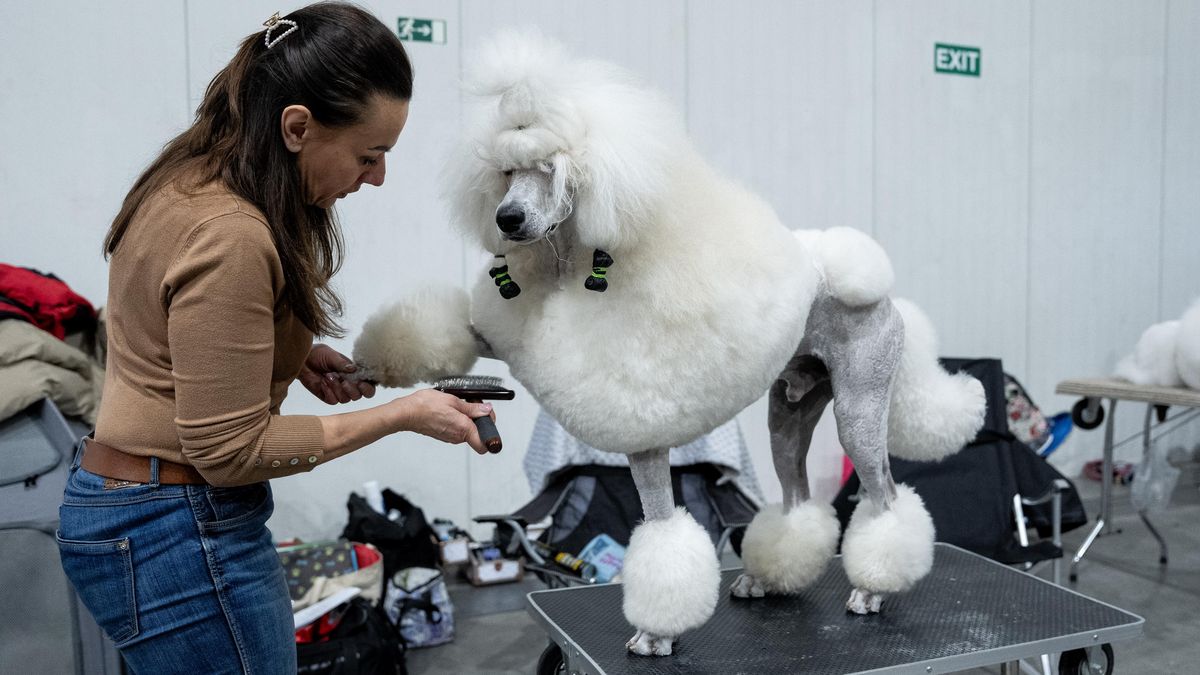 FOTO: Tisíce psů na přehlídce v Praze